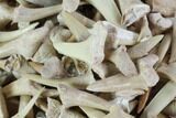 1 LB Partial Fossil Shark Teeth - 1,000+ pieces - Photo 5